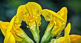 Wet Little Yellow Wildflower_P1160334